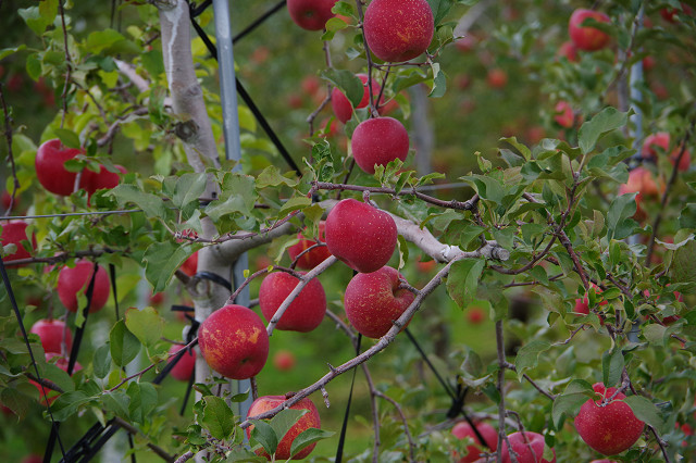 高山村のリンゴ