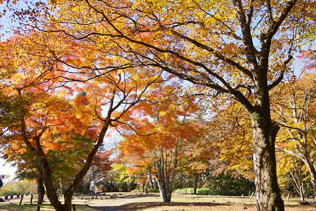 見晴らし台の紅葉 見晴らし台の紅葉