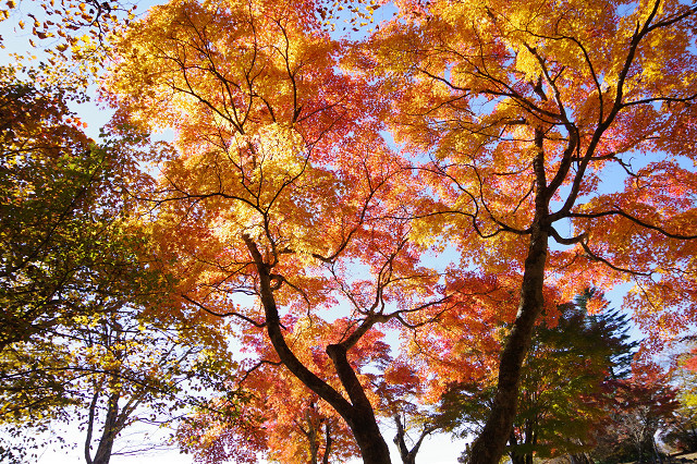 見晴らし台の紅葉 見晴らし台の紅葉