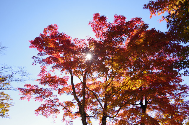見晴らし台の紅葉 見晴らし台の紅葉